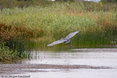 Purpurreiher (10 von 12).jpg